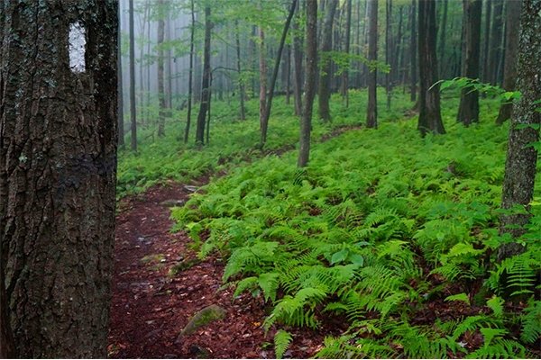 National Forest trail